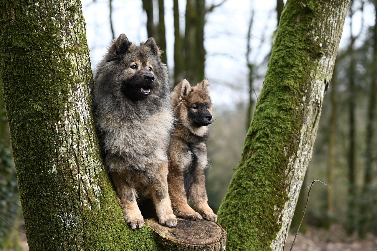 Hunde im Wald Zwei Hunde an einem Baum im Wald
