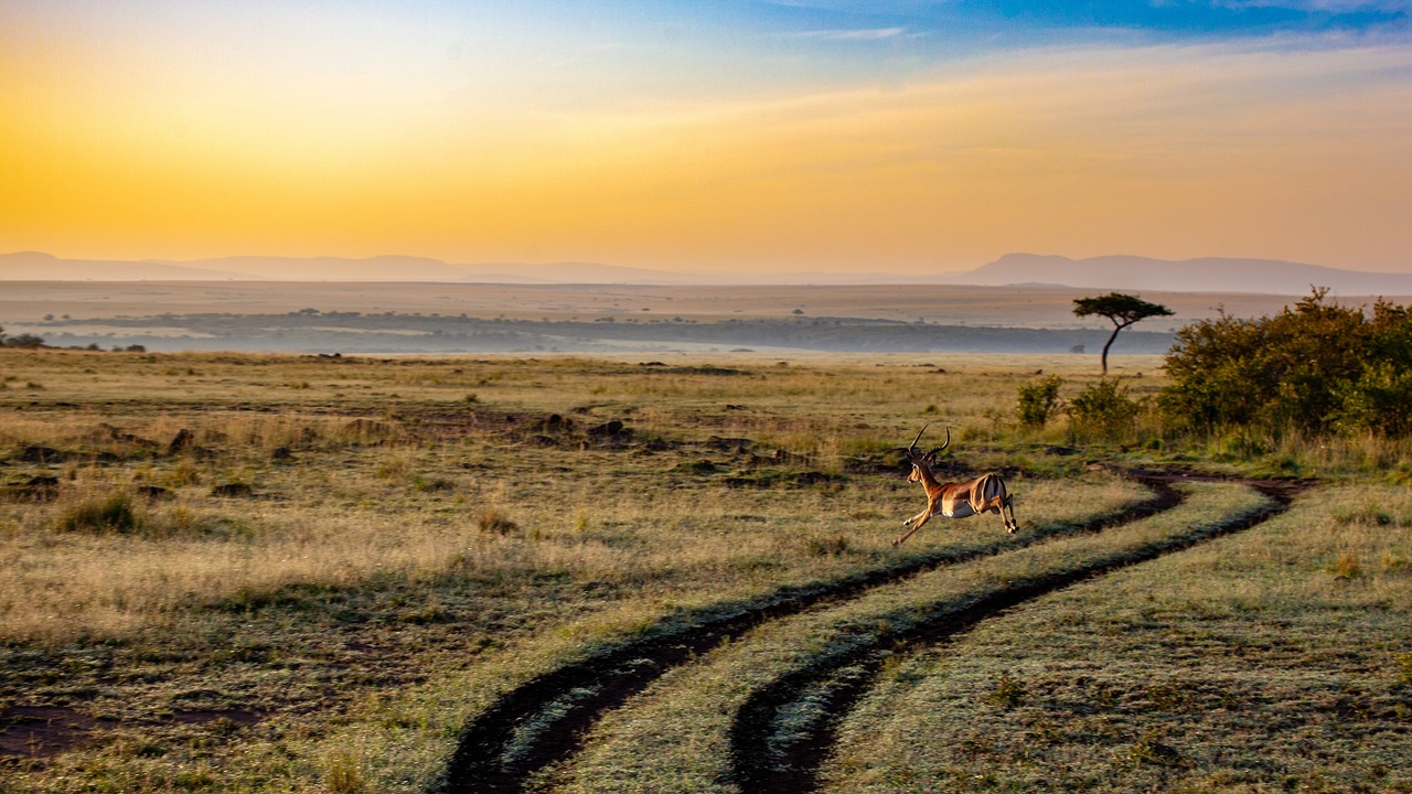Gazelle in der Savanne bei Sonnenuntergang Freilaufende Gazelle in ihrem natürliochen Lebensraum bei Sonnenuntergang